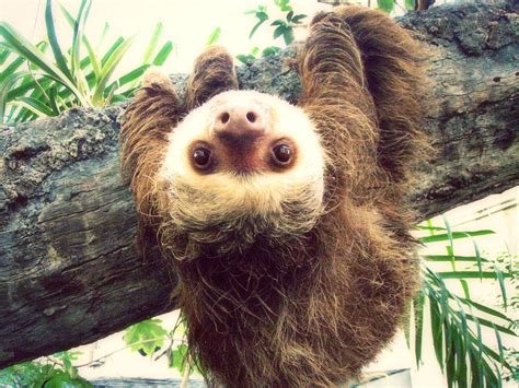 Sloth Completelydifferent