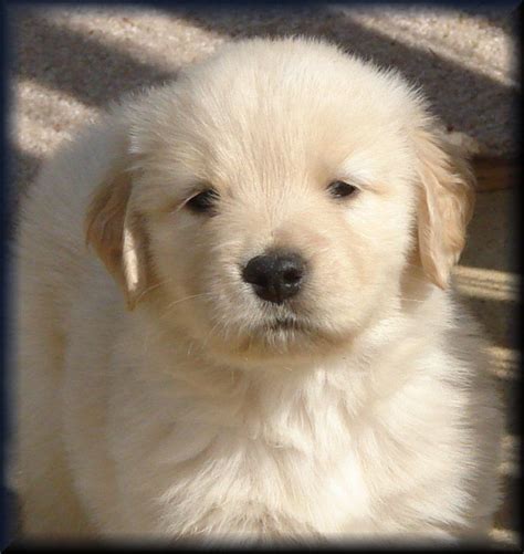 √√ Cute Golden Retriever Puppies North Carolina Usa Buy Puppy In Your