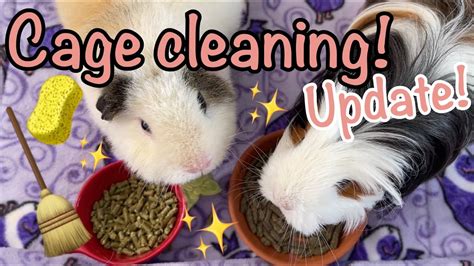Daily Cage Cleaning Routine Come Clean With Me Guinea Pig YouTube
