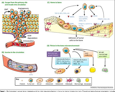 If you have urinary problems, talk with your healthcare provider about them. Figure 1 from New therapeutic targets for cancer bone ...
