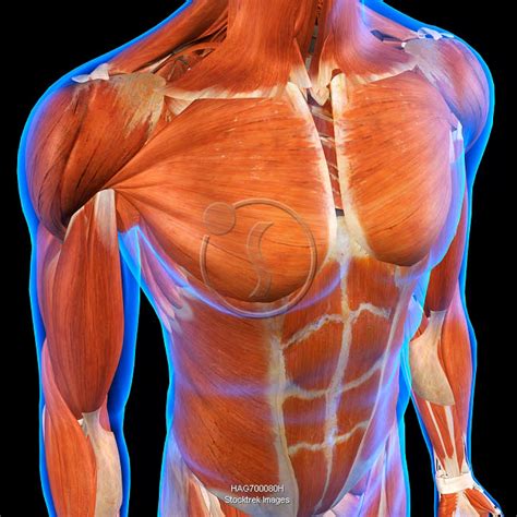 Male Chest Muscles Anatomy Human Male Anatomy D Model Cgstudio My XXX