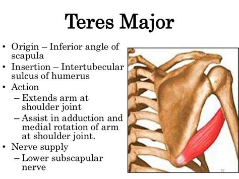 Teres Major Muscle Health Muscular System Anatomy Massage Therapy