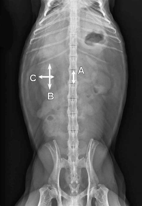 Ventrodorsal Abdominal Radiograph Of An Adult Ring Tailed Lemur