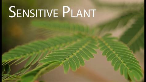 Sensitive Plant Mimosa Pudica Leaves Folding Up In Response To Touch