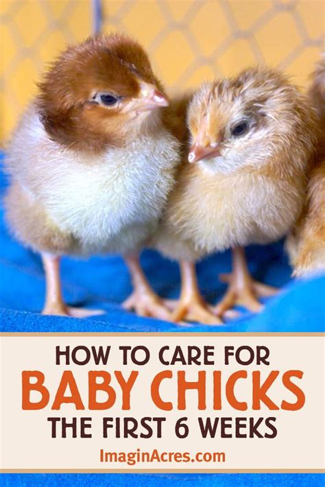 Raising Chicks Is Great Fun But They Do Need Some Specific Care To