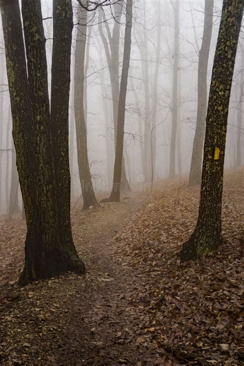 Abstract View Of Woodlands Trail In The Fog Stock Photo Image Of