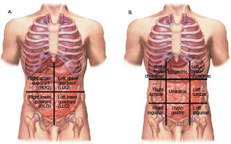 The four quadrants of the abdomen are the right and left upper quadrants and the right and left so they can do what is referred to as surface anatomy. 3 Abdominopelvic quadrants (left) and Abdominopelvic ...