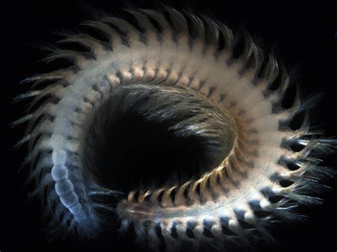 Census Of Marine Life Reveals Bizarre Deep Sea Sights New Scientist