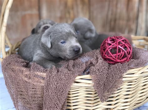 Thank you for your interest in bellylaff labradors, we look forward to meeting you soon. Charcoal Labrador Puppies for Sale | Silver and Charcoal ...