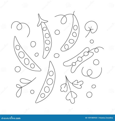 Set Of Outline Vector Illustration Of Tasty Fresh Green Pea Isolated On
