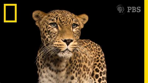 A Photo Session With One Of The Worlds Rarest Big Cats National