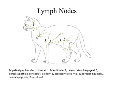 Cat Lymphatic Ducts