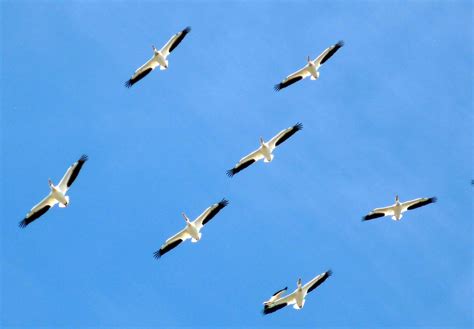 Animals Birds Flying Gulls Seagulls Sky Wallpaper Coolwallpapersme