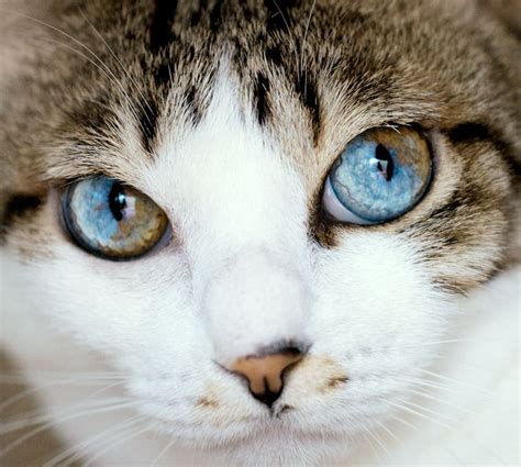 Mia The Cat With The Two Colored Eyes Beautiful Cats Pretty Cats
