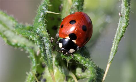 1280x720 Wallpaper Red And Black Lady Bug Peakpx