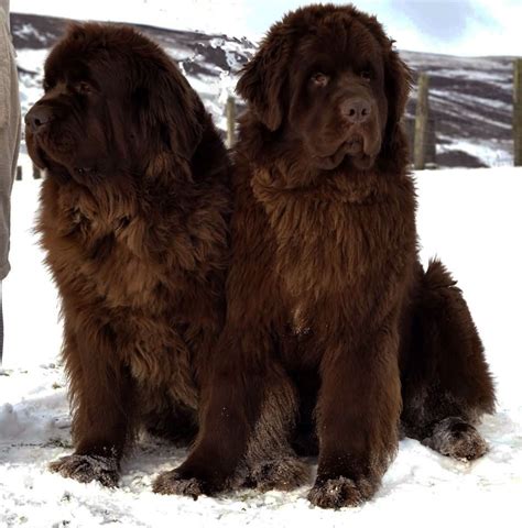 35 Very Beautiful Newfoundland Dog Pictures