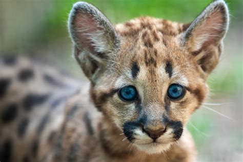 Summer Of Kittens California Sees Mountain Lion Baby Boom