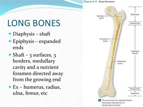 Anatomy Of Bone And Cartilage 1