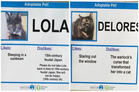 Hilarious Cat Adoption Profiles Will Make You Do A Spit Take Cat