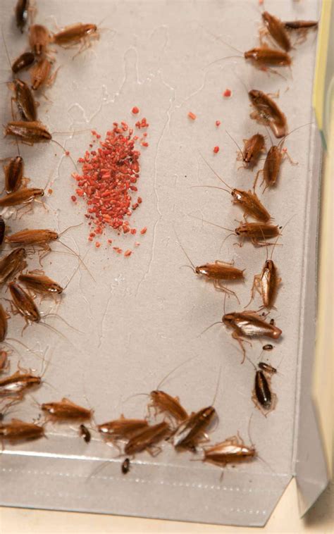12 Ways To Get A Cockroach Out Of Hiding Commercial Traps DIY Lures
