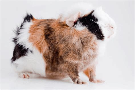 11 Guinea Pig Breeds In Singapore Personalities And Care Tips