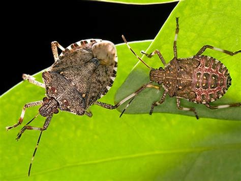 5 Ways To Deal With Home Invading Stink Bugs This Fall