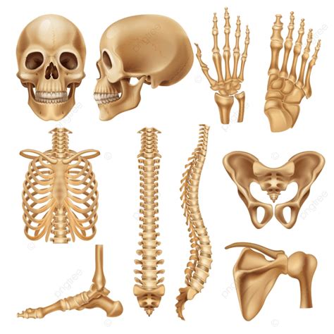 Bone Human Skeleton Vector Hd Images Human Bones Realistic Skeleton