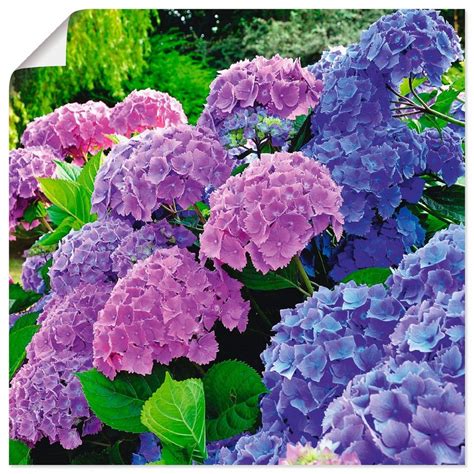 Du möchtest garten, balkon oder terrasse mit bildern verschönern? Artland Wandbild »Hortensien im Garten«, Blumen (1 Stück ...