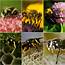 Know Your Stinging Insects Bees Wasps And Hornets Oh My  ABC