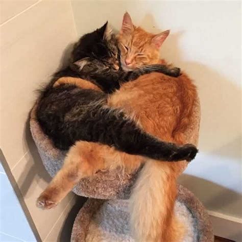 Adorable Cats Insist On Sleeping Together Even After Outgrowing Their Bed