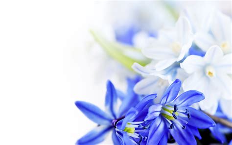 Blue Wallpaper With White Flowers 45 Images