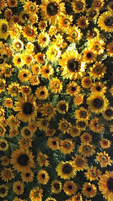 Sunflower Wallpaper Tumblr Aesthetic Gardening Flower And Vegetables