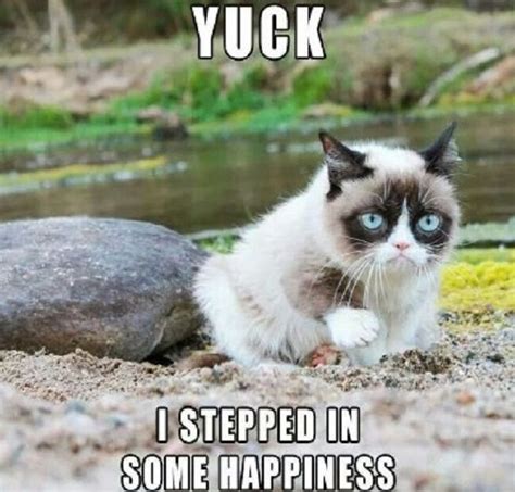 18 Best Grumpy Cat Memes Ever Grumpy Cat Humor Funny Grumpy Cat