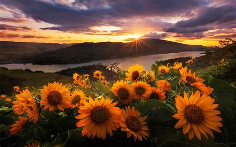 Download Yellow Flower Mountain Lake Sunflower Flower Sunset Landscape