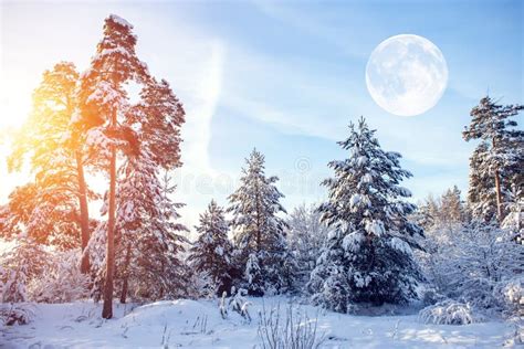 Beautiful Winter Landscape With Snow Covered Trees In Sunny Day