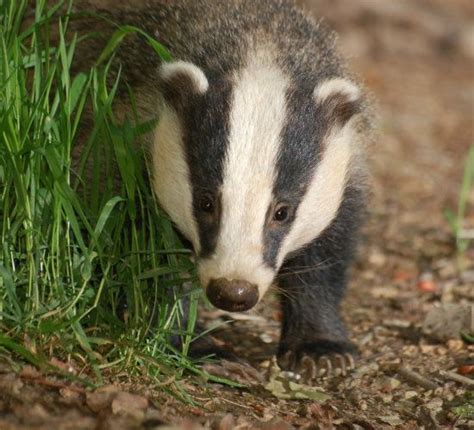 We recommend using a varmint rifle or a repeater to hunt this animal. 112 best images about Badgers on Pinterest | Woodland creatures, Beatrix potter and Cubs