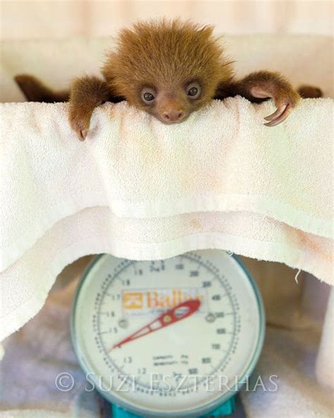 Baby Sloth Print Nursery Animal Prints Nursery Artwork Animal