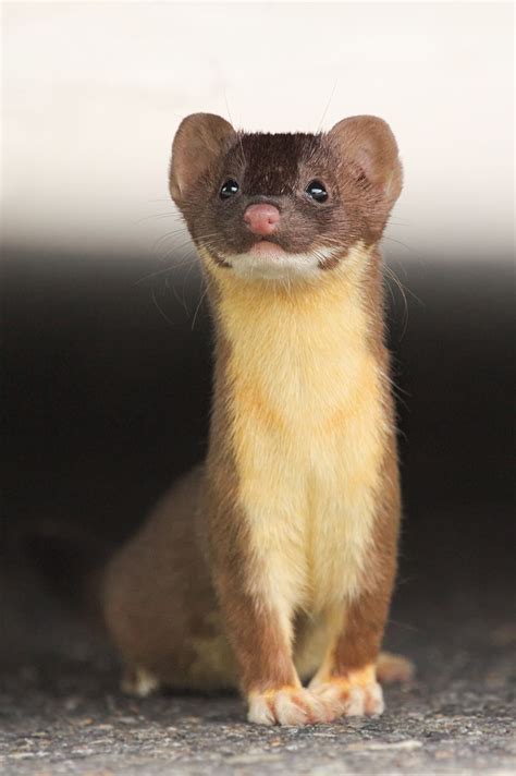 Long Tailed Weasel Animals Cute Animals Weasel Pet