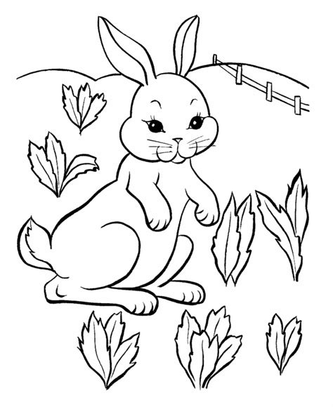 Bunny Rabbit Drawing Coloring Home