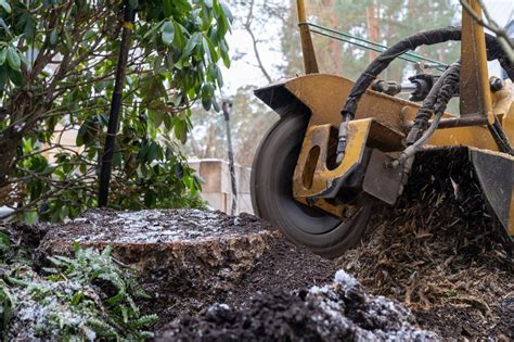 Stump Grinding Cost Guide 2022 How Much Does Stump Grinding Cost