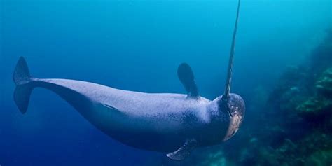 Narwhals Hungry Summers As Climate Warms Raw Story Celebrating 19