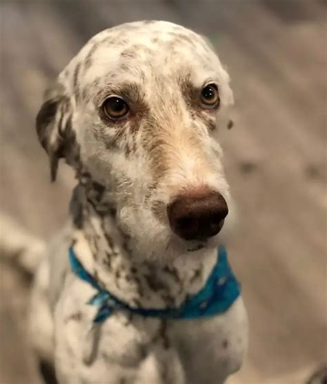 20 Dalmatian Dogs Mixed With Poodle The Paws