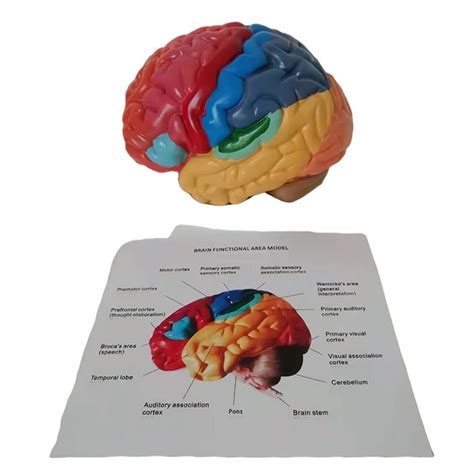 Buy Life Size Human Brain Anatomical Model 2 Part Model Of Brain Color