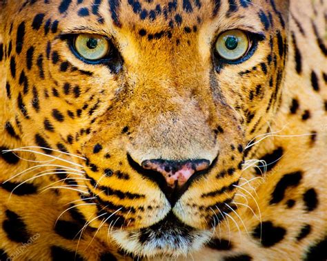 Close Up Portrait Of Leopard With Intense Eyes — Stock Photo