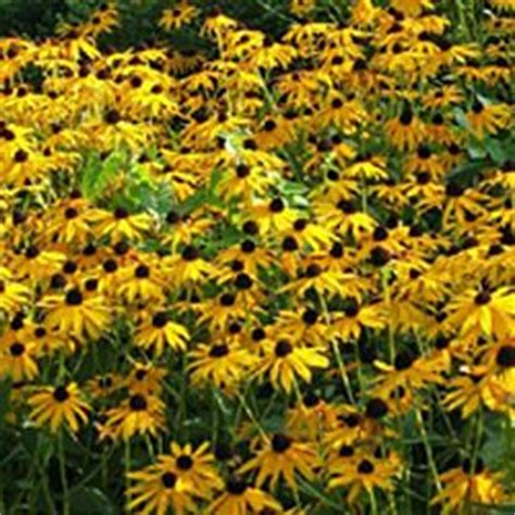 Maybe you would like to learn more about one of these? List of Deer and Rabbit Resistant Plants | Colorado ...