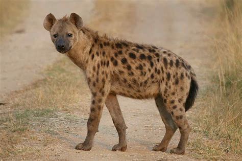 Pin By Santiago Fischer On Animales Hyena African Animals Animal