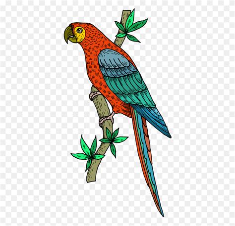 Birds Parrot Clip Art And Birds Tropical Bird Clipart Flyclipart