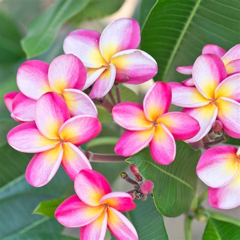 They are highly fragrant and bloom freely from spring throughout fall in multiple colors like white, yellow, pink, and red. Plumeria Plant, Select Pink Rainbows - Fragrant potted ...