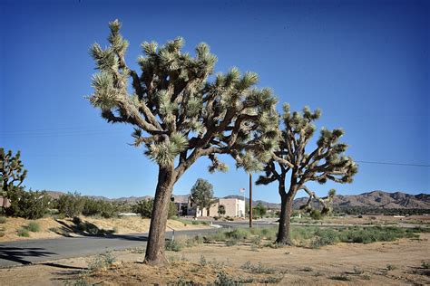 Age Friendly Yucca Valley Ca