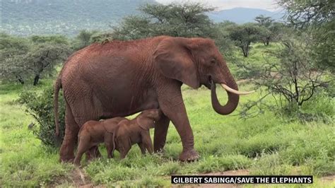 Rare Elephant Twins Born In Kenyan National Reserve Youtube